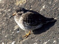 Calidris maritima 22, Paarse strandloper, Saxifraga-Bart Vastenhouw