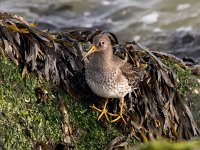 Calidris maritima 35, Paarse strandloper, Saxifraga-Bart Vastenhouw