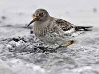 Calidris maritima 36, Paarse strandloper, Saxifraga-Tom Heijnen