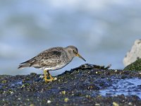 Calidris maritima 38, Paarse strandloper, Saxifraga-Tom Heijnen