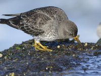 Calidris maritima 39, Paarse strandloper, Saxifraga-Tom Heijnen