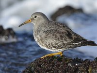 Calidris maritima 41, Paarse strandloper, Saxifraga-Tom Heijnen