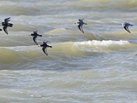 Calidris maritima 42, Paarse strandloper, Saxifraga-Tom Heijnen