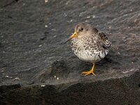 Calidris maritima 46, Paarse strandloper, Saxifraga-Bart Vastenhouw