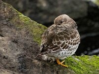 Calidris maritima 47, Paarse strandloper, Saxifraga-Bart Vastenhouw
