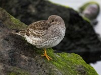 Calidris maritima 51, Paarse strandloper, Saxifraga-Bart Vastenhouw