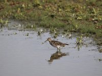 Calidris melanotos 4, Gestreepte Strandloper, Saxifraga-Peter Meininger