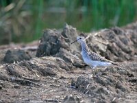 Calidris melanotos 5, Gestreepte strandloper, Saxifraga-Tom Heijnen