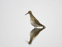 Gestreepte strandloper, Pectoral Sandpiper  Gestreepte strandloper, Pectoral Sandpiper : Calidris melanotos, Gestreepte strandloper, Pectoral Sandpiper, mirror, noord-amerika, north america, sandpiper, spiegelbeeld