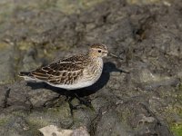 Calidris melanotos 2, Gestreepte strandloper, Saxifraga-Peter Meininger