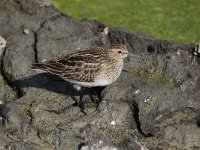 Calidris melanotos 3, Gestreepte strandloper, Saxifraga-Peter Meininger