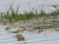 Calidris minuta 29, Kleine strandloper, adult, summer plumage, Saxifraga-Theo Verstrael
