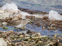Calidris minutilla 8, Kleinste strandloper, Saxifraga-Tom Heijnen
