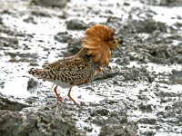 Calidris pugnax, Ruff