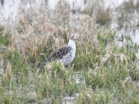 Calidris pugnax 100, Kemphaan, Saxifraga-Luuk Vermeer