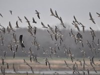 Calidris pugnax 105, Kemphaan, Saxifraga-Luuk Vermeer