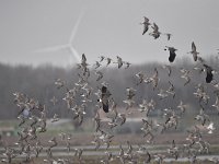 Calidris pugnax 106, Kemphaan, Saxifraga-Luuk Vermeer