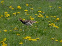 Calidris pugnax 107, Kemphaan, Saxifraga-Luuk Vermeer