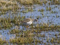 Calidris pugnax 109, Kemphaan, Saxifraga-Jan Nijendijk