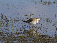 Calidris pugnax 111, Kemphaan, Saxifraga-Jan Nijendijk