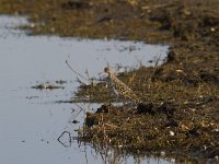 Calidris pugnax 112, Kemphaan, Saxifraga-Jan Nijendijk