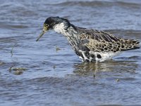 Calidris pugnax 115, Kemphaan, Saxifraga-Tom Heijnen