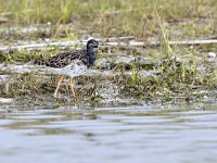 Calidris pugnax 116, Kemphaan, Saxifraga-Tom Heijnen