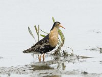 Calidris pugnax 16, Kemphaan, male, Saxifraga-Mark Zekhuis