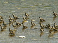 Calidris pugnax 19, Kemphaan, Saxifraga-Piet Munsterman