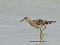 Calidris pugnax 22, Kemphaan, Saxifraga-Rik Kruit