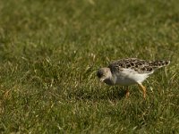 Calidris pugnax 27, Kemphaan, Saxifraga-Jan Nijendijk