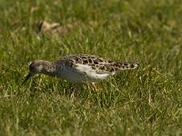 Calidris pugnax 28, Kemphaan, Saxifraga-Jan Nijendijk