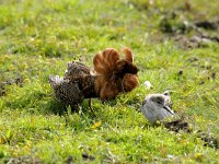 Calidris pugnax 3, pair, Kemphaan, Saxifraga-Piet Munsterman