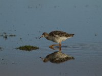 Calidris pugnax 30, Kemphaan, Saxifraga-Jan Nijendijk