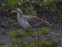 Calidris pugnax 34, Kemphaan, Saxifraga-Jan Nijendijk