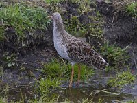 Calidris pugnax 38, Kemphaan, Saxifraga-Jan Nijendijk