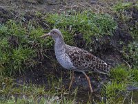 Calidris pugnax 39, Kemphaan, Saxifraga-Jan Nijendijk