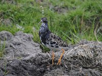 Calidris pugnax 43, Kemphaan, Saxifraga-Luuk Vermeer