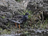 Calidris pugnax 46, Kemphaan, Saxifraga-Luuk Vermeer