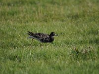 Calidris pugnax 47, Kemphaan, Saxifraga-Luuk Vermeer