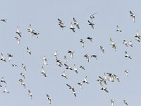 Calidris pugnax 49, Kemphaan, Saxifraga-Tom Heijnen