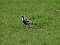 Calidris pugnax 52, Kemphaan, Saxifraga-Luuk Vermeer