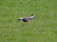 Calidris pugnax 55, Kemphaan, Saxifraga-Luuk Vermeer