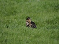 Calidris pugnax 57, Kemphaan, Saxifraga-Luuk Vermeer