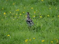 Calidris pugnax 59, Kemphaan, Saxifraga-Luuk Vermeer