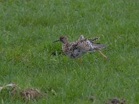 Calidris pugnax 61, Kemphaan, Saxifraga-Luuk Vermeer