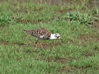 Calidris pugnax 64, Kemphaan, Saxifraga-Luuk Vermeer