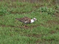 Calidris pugnax 65, Kemphaan, Saxifraga-Luuk Vermeer