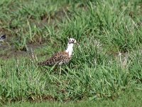 Calidris pugnax 67, Kemphaan, Saxifraga-Luuk Vermeer