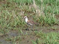 Calidris pugnax 68, Kemphaan, Saxifraga-Luuk Vermeer